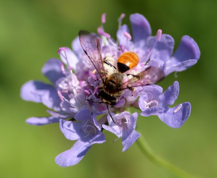 Femmina di Andrena cf. hattorfiana